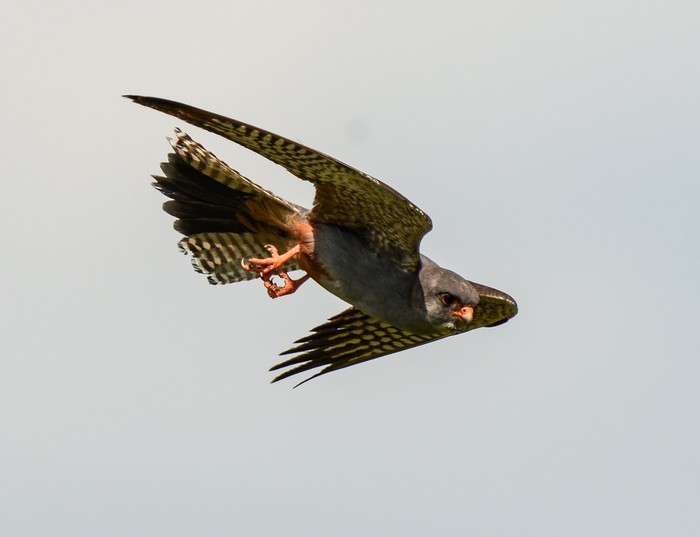 Red-footed Falcon