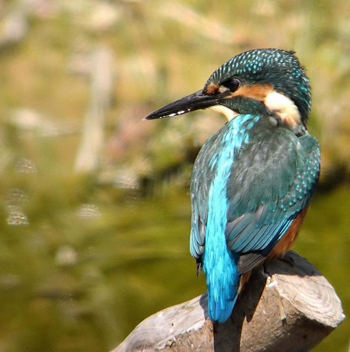 Kingfisher
