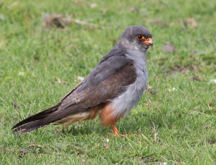 Red-footed Falcon