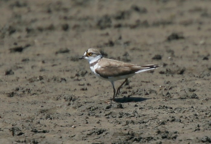 Little Ringed Plover