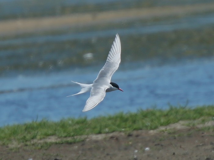 Arctic Tern