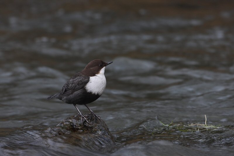 Black-bellied Dipper