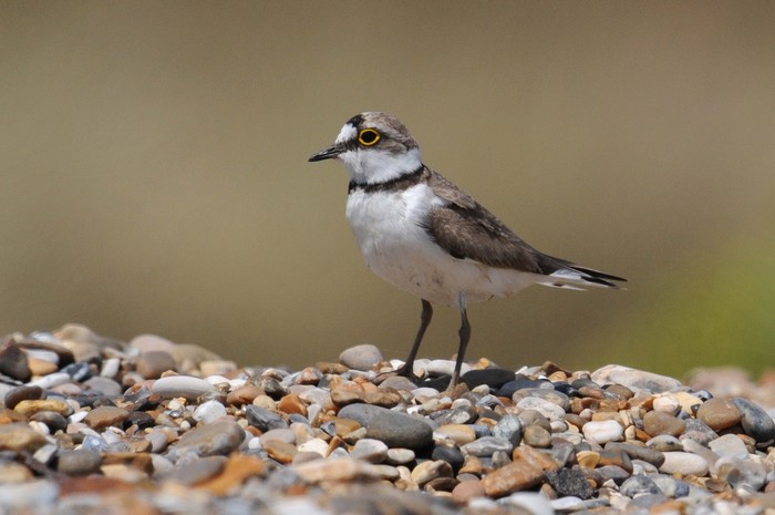 Little Ringed Plover