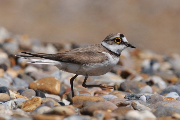 Little Ringed Plover