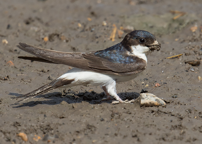 House Martin