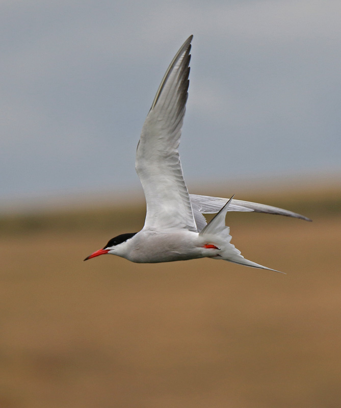 Common Tern