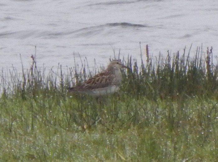Pectoral Sandpiper