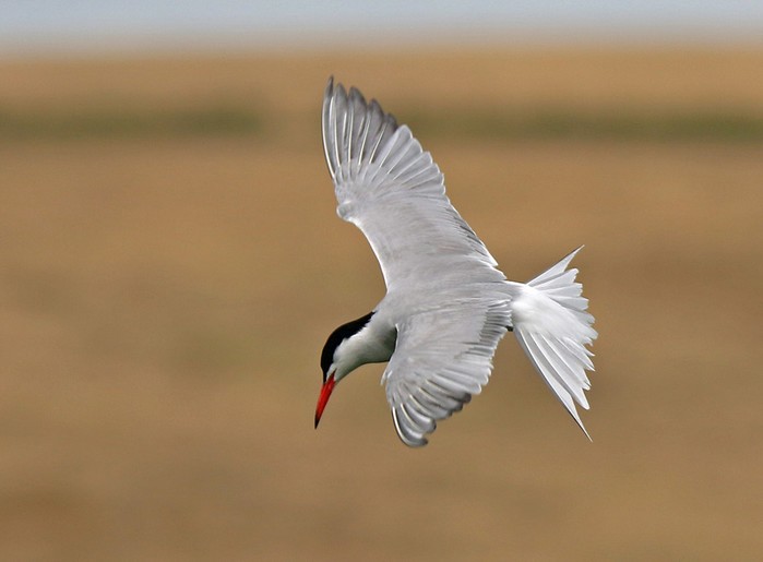 Common Tern