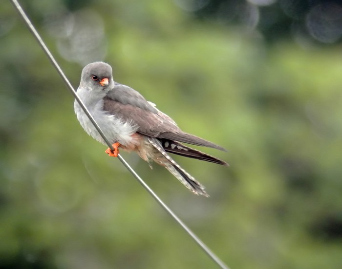 Red-footed Falcon