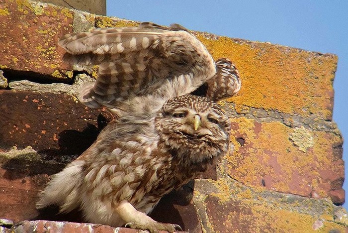 Little Owl