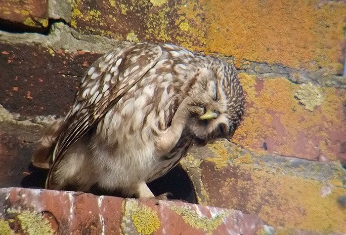 Little Owl