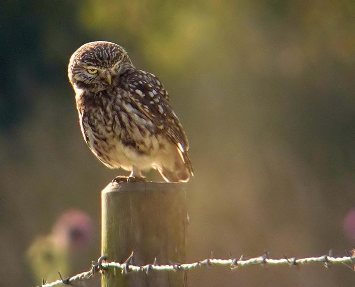 Little Owl