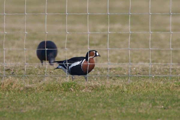 Red-breasted Goose