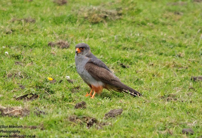 Red-footed Falcon