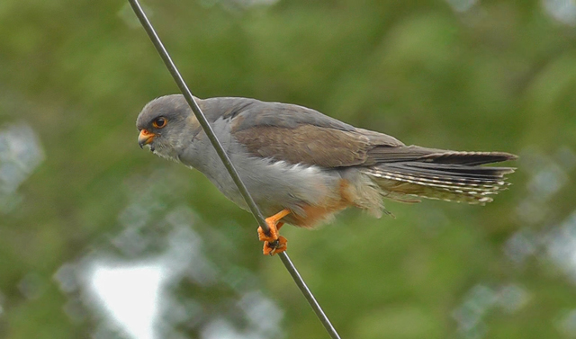 Red-footed Falcon