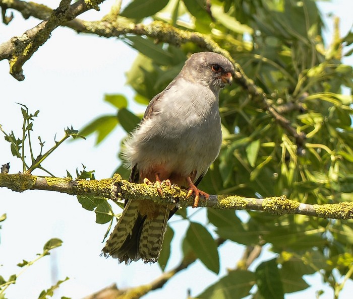 Red-footed Falcon