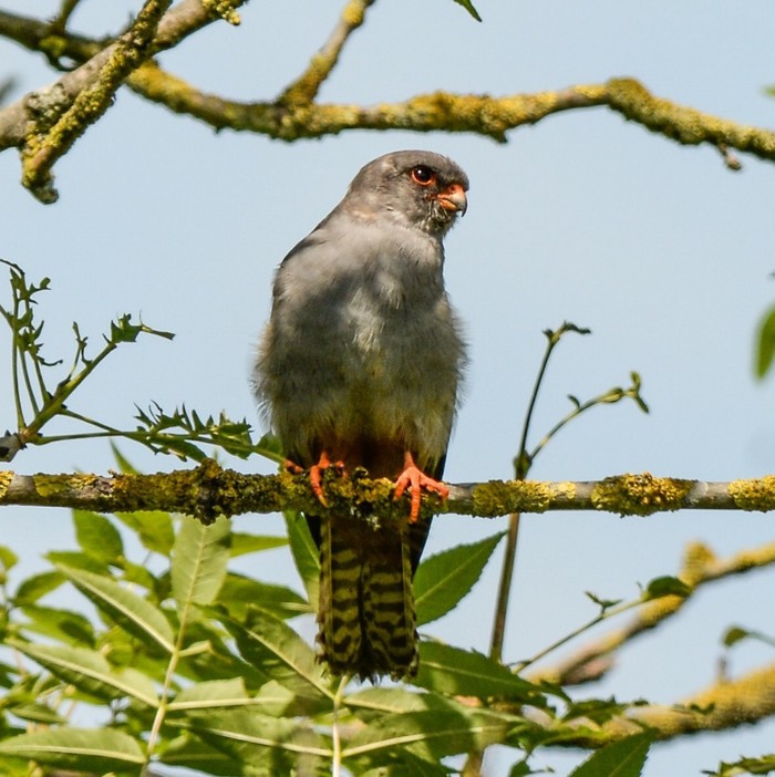 Red-footed Falcon