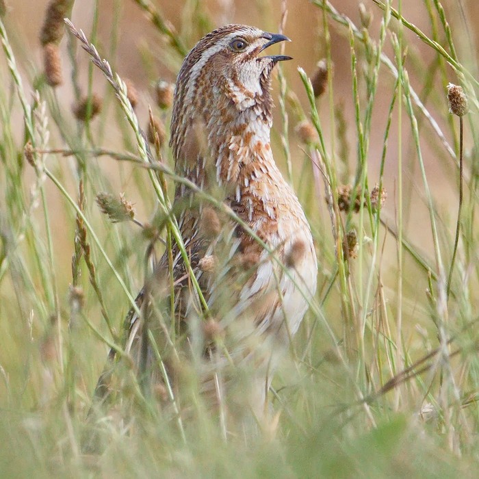 Quail
