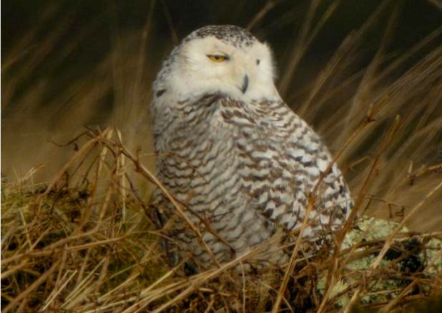 Snowy Owl