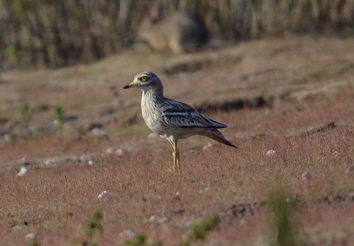 Stone Curlew