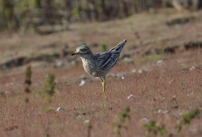 Stone Curlew