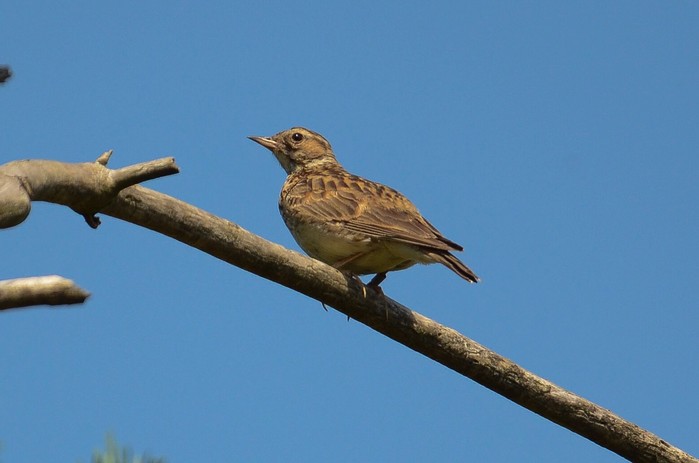 Woodlark