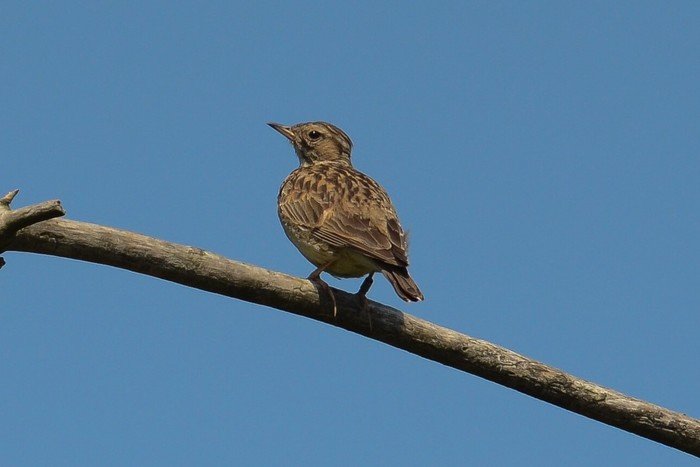 Woodlark