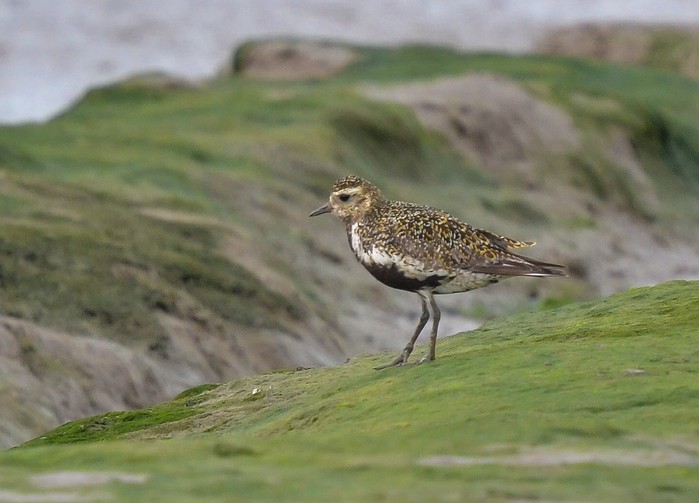 Golden Plover