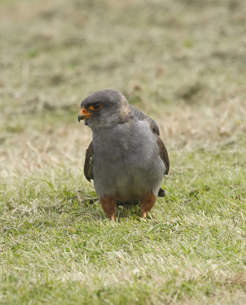 Red-footed Falcon