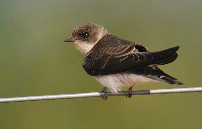 Sand Martin