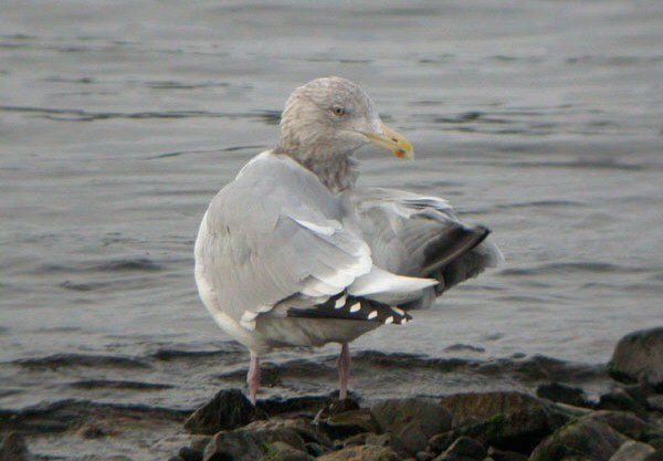 American Herring Gull