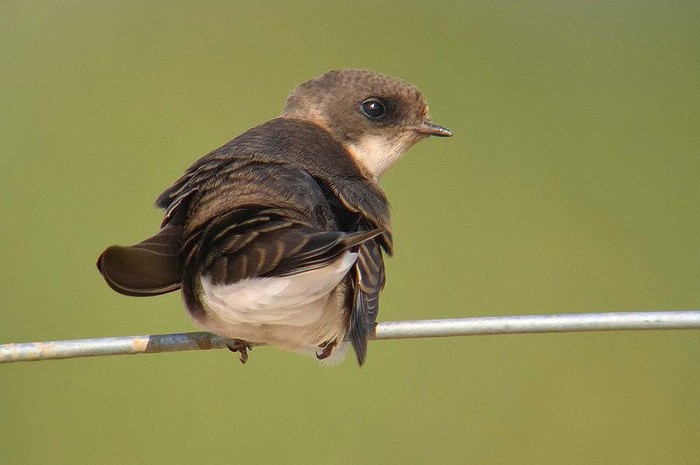 Sand Martin