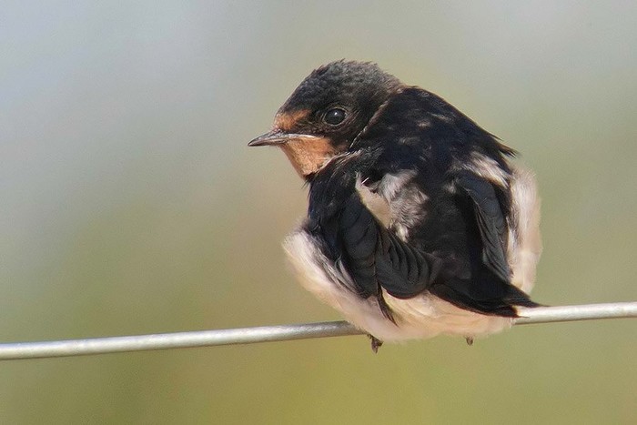 Swallow