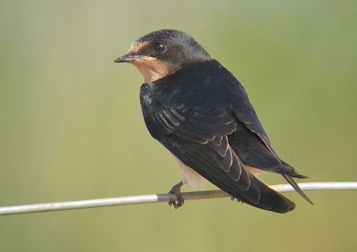 Swallow