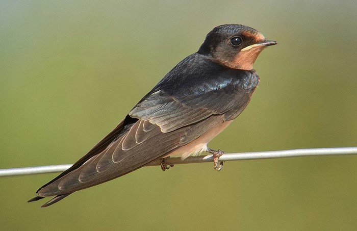 Swallow