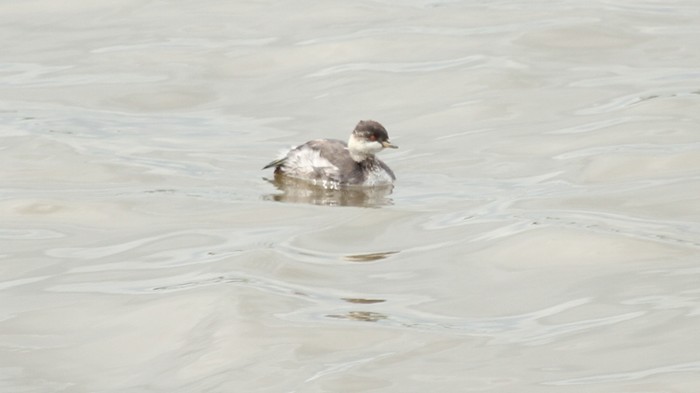 Black-necked Grebe