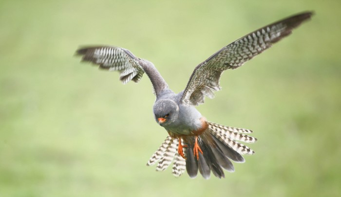 Red-footed Falcon