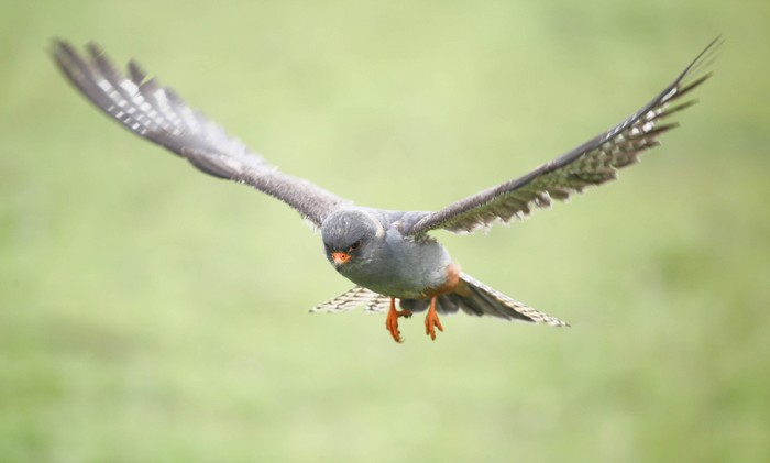 Red-footed Falcon