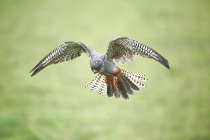 Red-footed Falcon