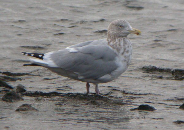 American Herring Gull