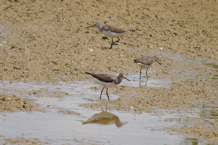 Green Sandpiper
