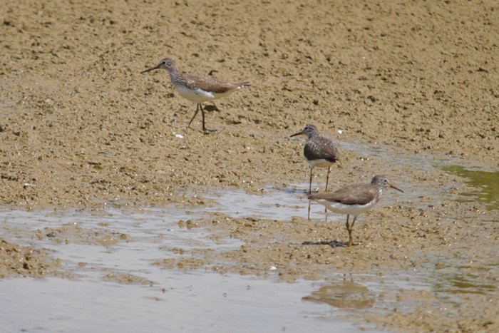 Green Sandpiper