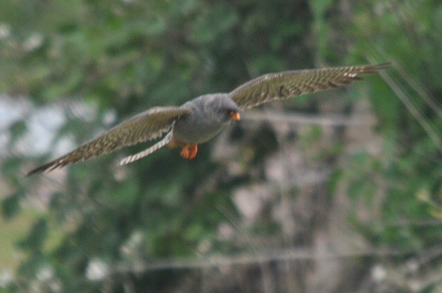 Red-footed Falcon