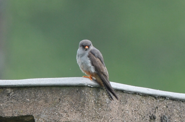 Red-footed Falcon