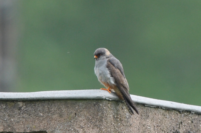 Red-footed Falcon