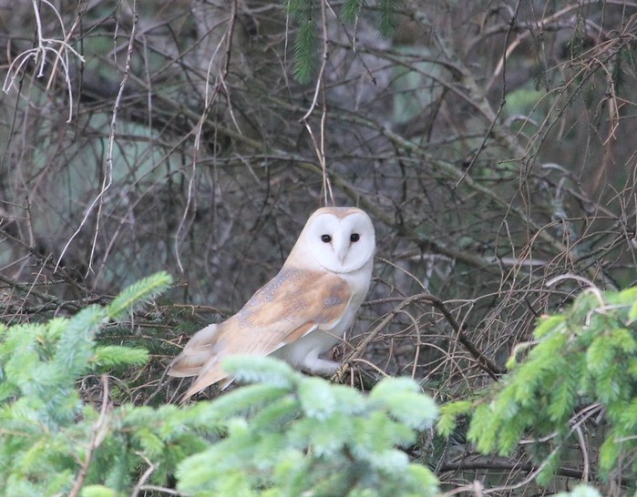 Barn Owl