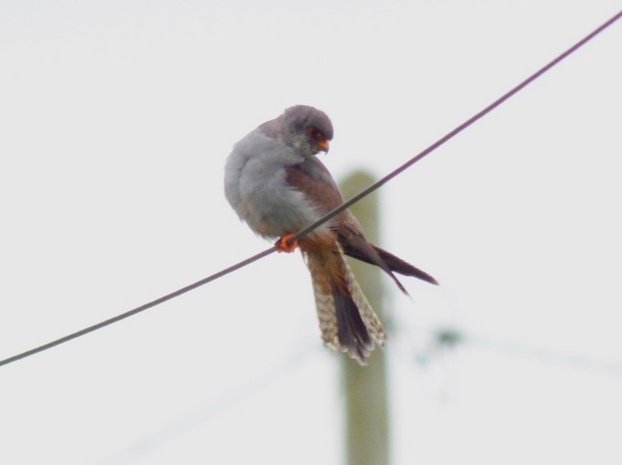 Red-footed Falcon