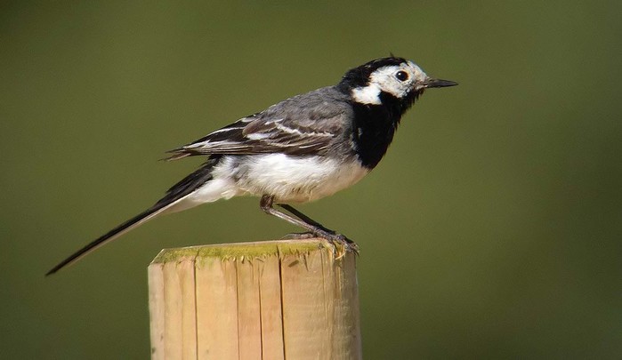 Pied Wagtail
