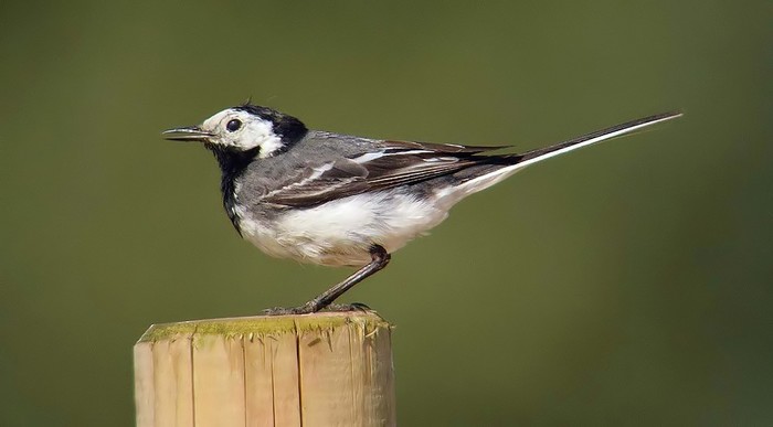 Pied Wagtail