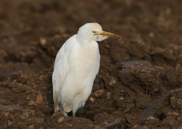Cattle Egret